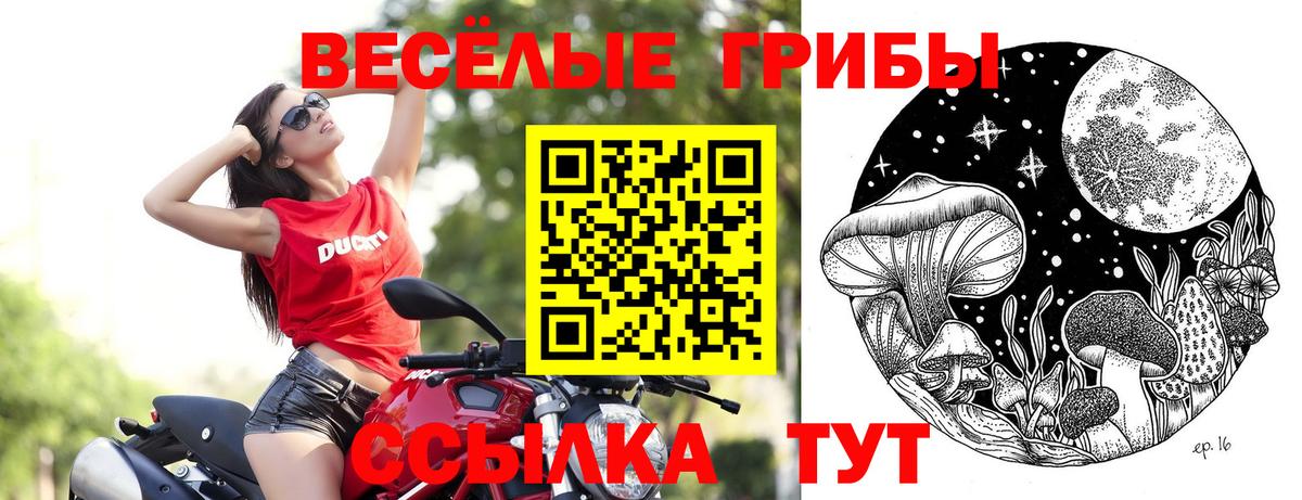 Галлюциногенные грибы Psilocybe  Вход с VPN  Новозыбков 